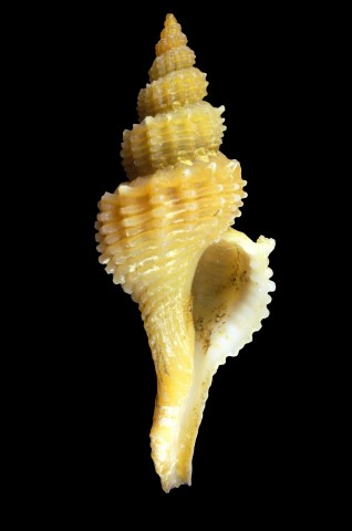Trophonopsis muricata 1.jpg