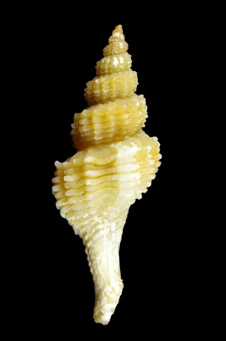 Trophonopsis muricata 2.jpg