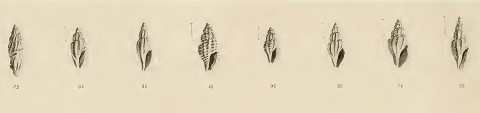 Luigi Bellardi- fossili del piemonte e liguria parte II - Gasteropodae -Pleurotomidae-401a.jpg