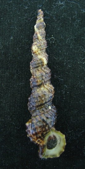 Cerithium vulgatum Turritella B.jpg