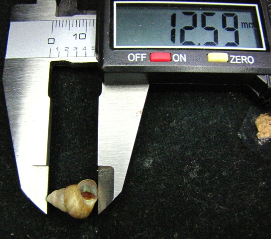 Gibbula adasoni 12,59 s.jpg