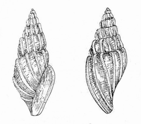Fig. 92.─ Cythara (Mangelia ) pontica<br />                       Milaschewitch<br />                           (original)