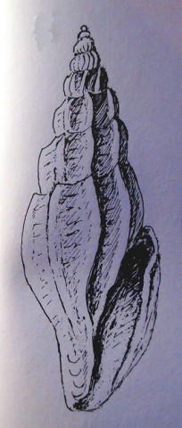 Disegno del Nordsieck, 1977, di M. pontica Milasch. 1908: (f. Bosporus). 7/2,5 mm