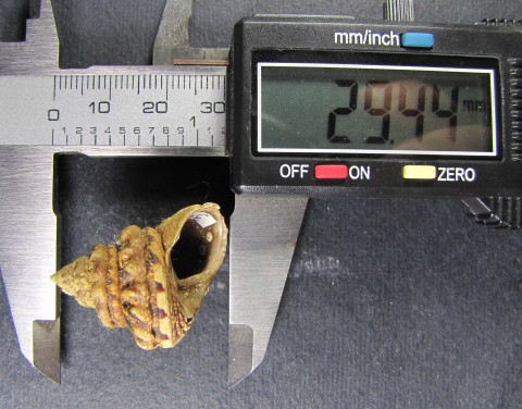 Gibbula fanulum 29,44 mm s.jpg