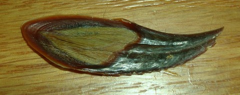 opercolo strombus lato mollusco
