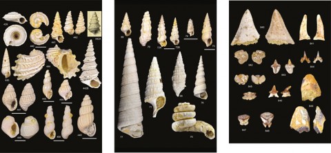 I Fossili di Orciano Pisano pagine.jpg