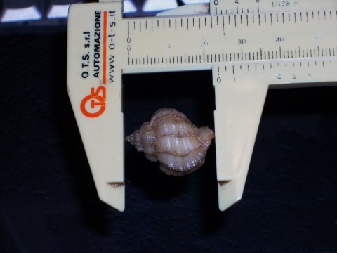 Coralliophila richardi 23,5mm_A.JPG