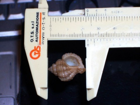 Coralliophila richardi 23,5mm_B.JPG