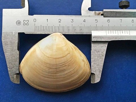 Mactra paulucci 57,7 mm