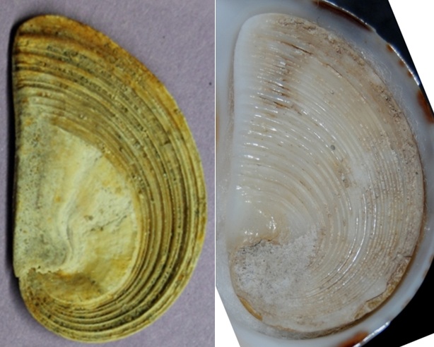 a sx opercolo fossile, a dx opercolo di N. hebraea tunisina
