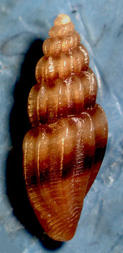 Mangelia-caerulans-(Philippi,-1844--Pleurotoma)1.jpg