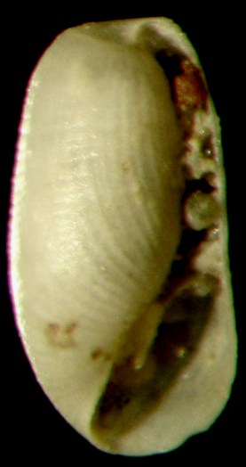 Cylichnina crebrisculpta.jpg