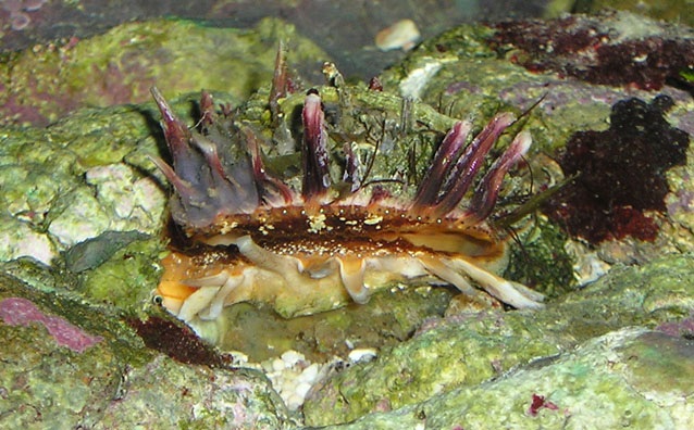 Spondylus gaederopus.jpg