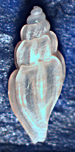 Mangelia coarctata  Cupra Marittima 2011 1-1.jpg