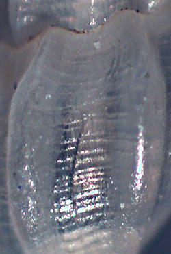 Mangelia coarctata  Cupra Marittima 2011 3-1.jpg