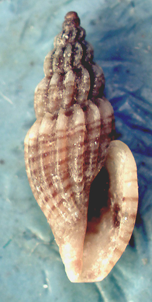 Mangelia-multilineolata 6.4 mm.jpg