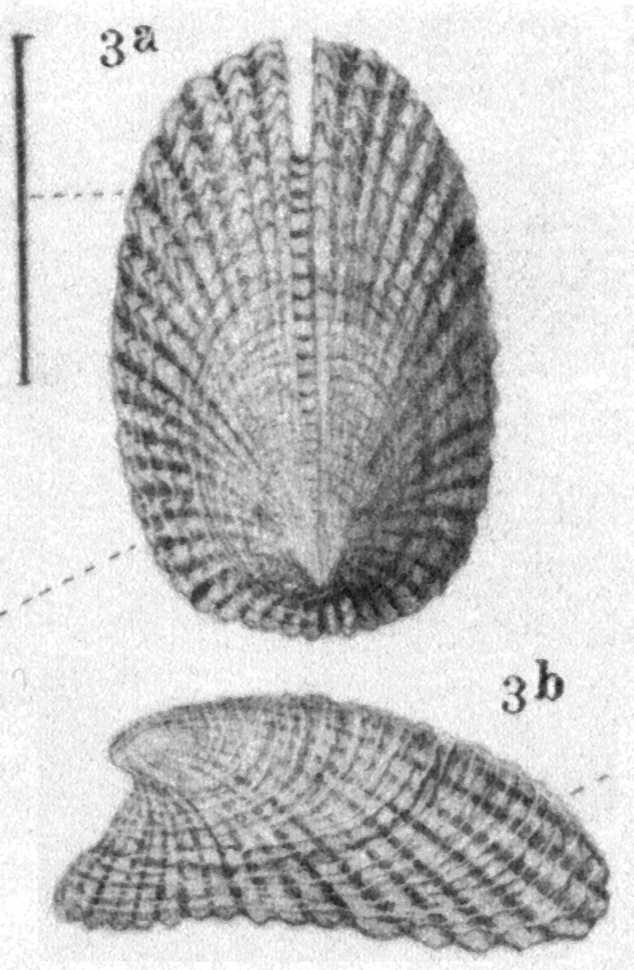 Emarginula faldensis De Gregorio 1891.jpg