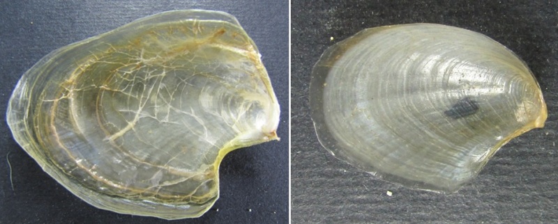 A.dactylomela vs A.depilans ventrale.jpg