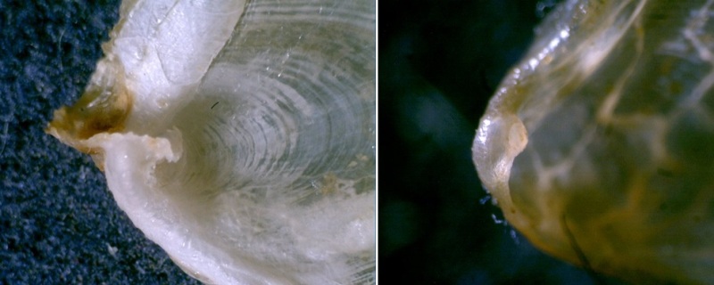 A.dactylomela vs A.depilans proto.jpg