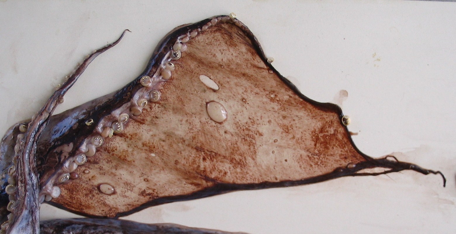 Membrana natatoria di O.bartramii visibile anche la cresta natatoria in posizione aborale sullo stesso braccio