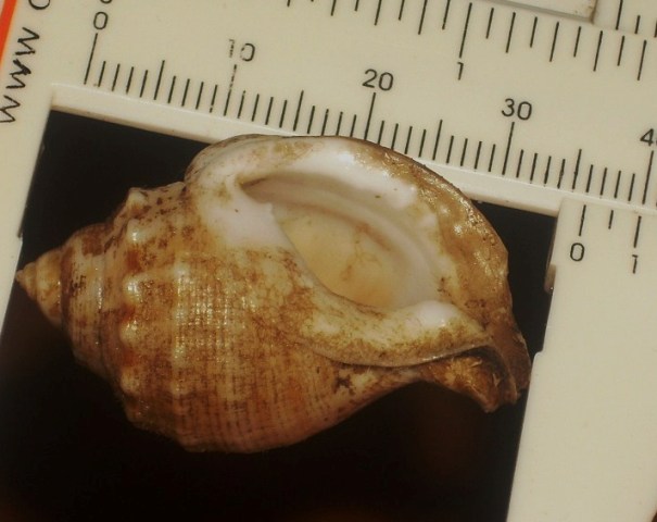 Galeodea echinophora small_1.JPG