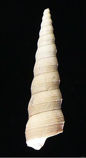 Turritella spirata (Br.) Rio Torsero (SV) Pliocene