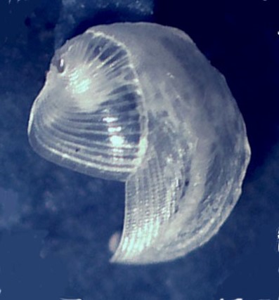 Xylophaga dorsalis 2.jpg