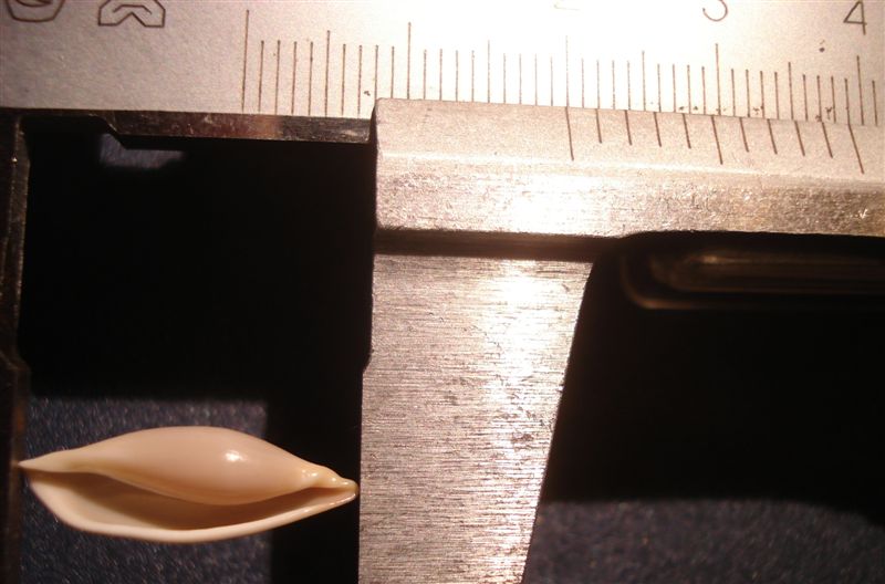 Neosimnia illyrica 19,9 mm