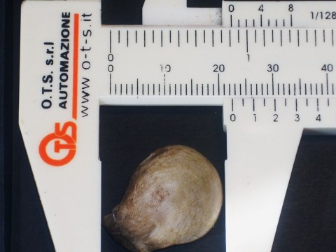Spondylus gussoni 22,45mm B.JPG